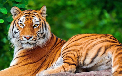 Tiger: The Majestic Striped Predator  from Chrome web store to be run with OffiDocs Chromium online