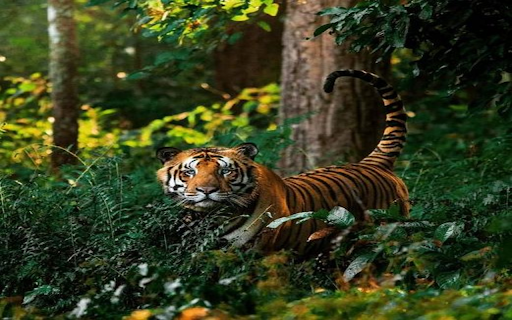 tiger wallpaper  from Chrome web store to be run with OffiDocs Chromium online