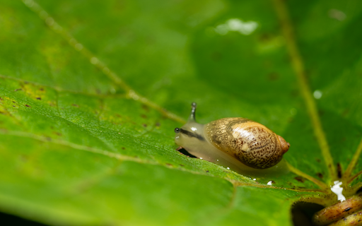 Tiny snail  from Chrome web store to be run with OffiDocs Chromium online