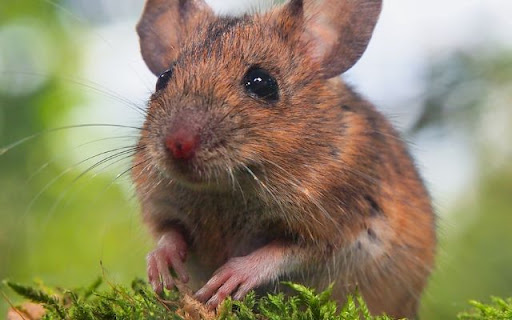 Tiny Woodland Mouse Theme – A Hidden Gem of the Forest from Chrome web store to be run with OffiDocs Chromium online Tiny Woodland Mouse Theme – A Hidden Gem of the Forest from Chrome web store to be run with OffiDocs Chromium online