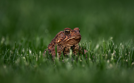 Toad and Green Grass  from Chrome web store to be run with OffiDocs Chromium online