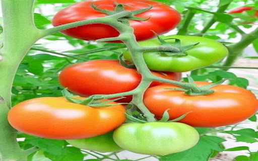 tomato cluster wallpaper  from Chrome web store to be run with OffiDocs Chromium online
