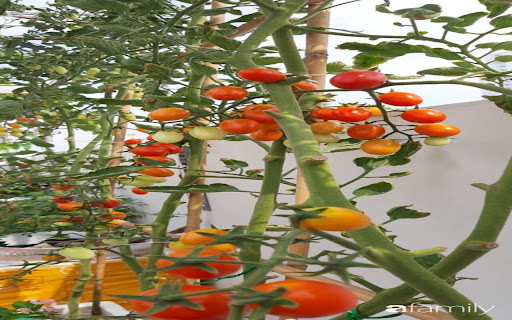 tomato plant wallpaper  from Chrome web store to be run with OffiDocs Chromium online