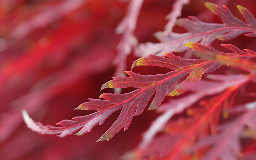 Tongue shaped leaf  from Chrome web store to be run with OffiDocs Chromium online