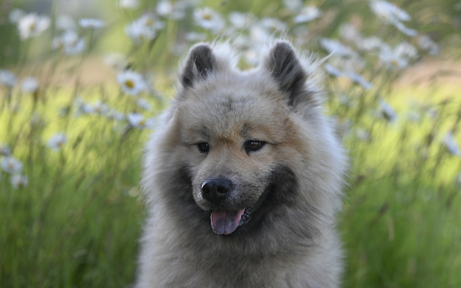 Tongue spotted dog  from Chrome web store to be run with OffiDocs Chromium online