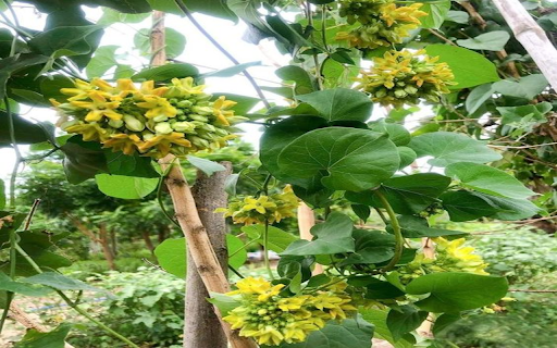 Tonkin creeper flower wallpapers  from Chrome web store to be run with OffiDocs Chromium online