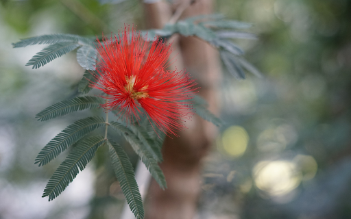 Toothpick flowe  from Chrome web store to be run with OffiDocs Chromium online