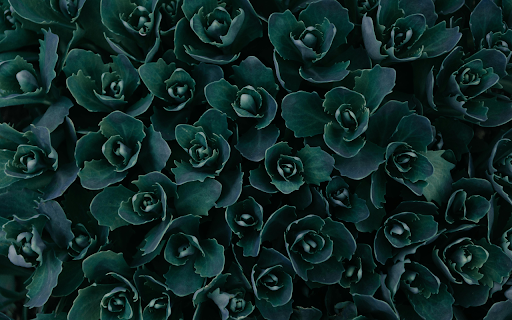 Top View Photo of Green Plants  from Chrome web store to be run with OffiDocs Chromium online