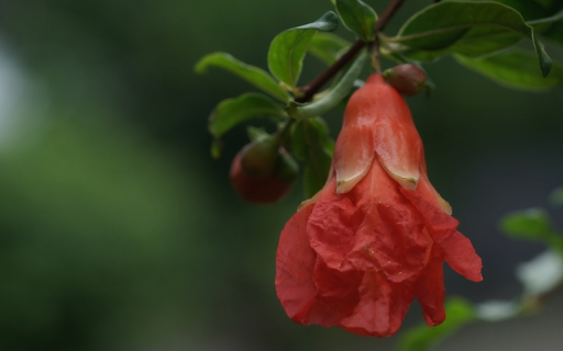 Torch flower  from Chrome web store to be run with OffiDocs Chromium online