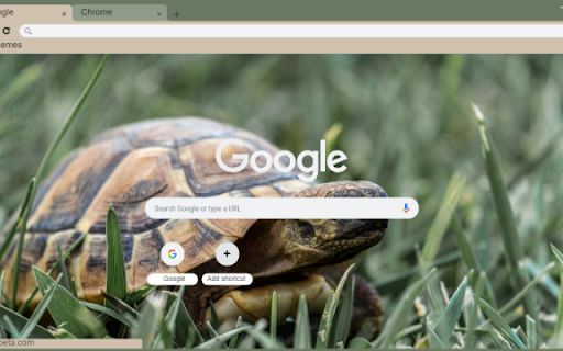 Tortoise  from Chrome web store to be run with OffiDocs Chromium online