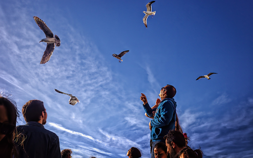 Tourists watch birds  from Chrome web store to be run with OffiDocs Chromium online