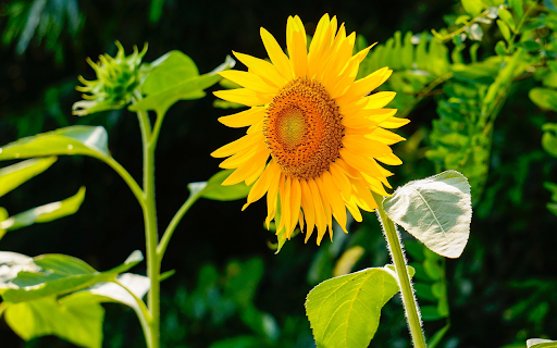 Toward the sun  from Chrome web store to be run with OffiDocs Chromium online