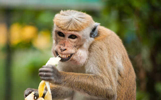 Translate Code Monkey to Hebrew  from Chrome web store to be run with OffiDocs Chromium online