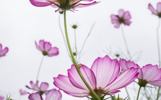 Translucent Cosmos Against Pale Sky  from Chrome web store to be run with OffiDocs Chromium online