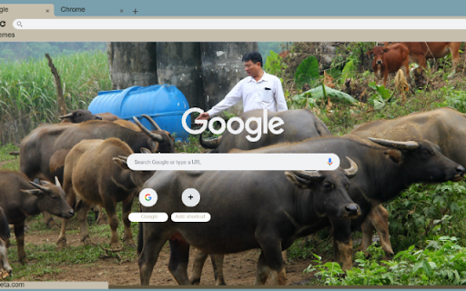 Trau  from Chrome web store to be run with OffiDocs Chromium online