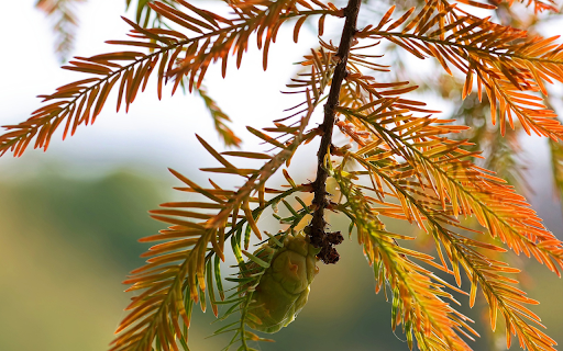 Tree branches with red leaves  from Chrome web store to be run with OffiDocs Chromium online
