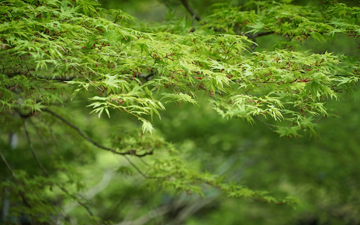 Tree canopy  from Chrome web store to be run with OffiDocs Chromium online
