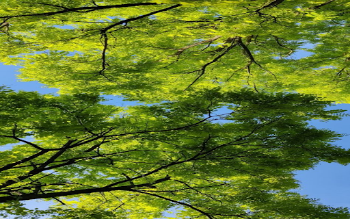 Tree canopy viewed from below wallpaper  from Chrome web store to be run with OffiDocs Chromium online