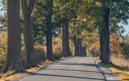 Tree Lined Country Road  from Chrome web store to be run with OffiDocs Chromium online