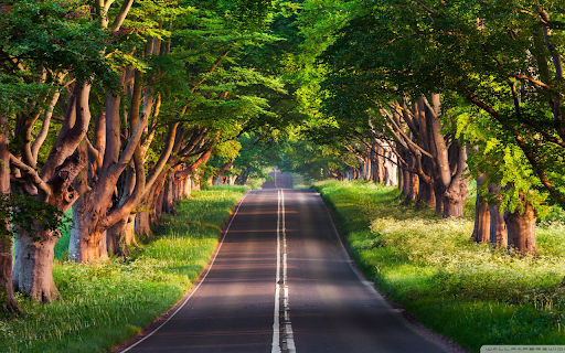 Tree Lined Pathway  from Chrome web store to be run with OffiDocs Chromium online