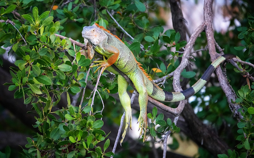 tree lizard  from Chrome web store to be run with OffiDocs Chromium online