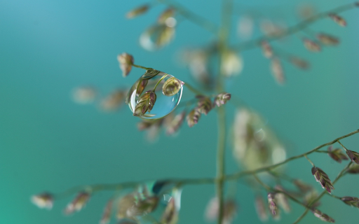 Tree macro natural  from Chrome web store to be run with OffiDocs Chromium online