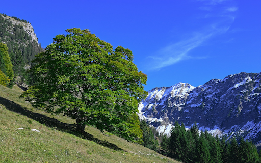 Tree on the hillside  from Chrome web store to be run with OffiDocs Chromium online