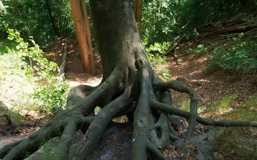 Tree roots float above the ground  from Chrome web store to be run with OffiDocs Chromium online
