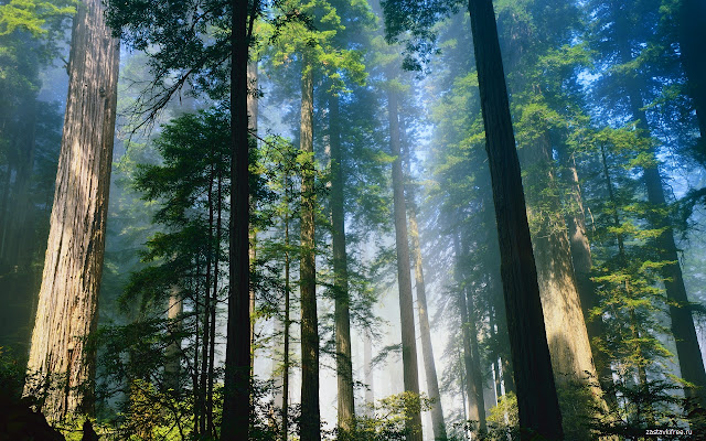 Trees  from Chrome web store to be run with OffiDocs Chromium online