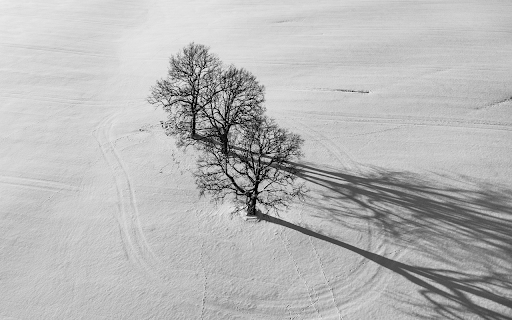 Trees and snow  from Chrome web store to be run with OffiDocs Chromium online