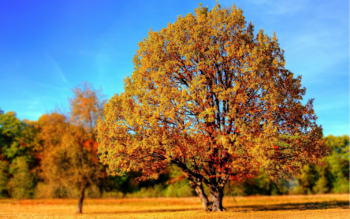 Trees change into new clothes  from Chrome web store to be run with OffiDocs Chromium online