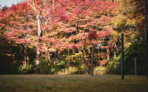Trees During Autumn Season from Chrome web store to be run with OffiDocs Chromium online Trees During Autumn Season from Chrome web store to be run with OffiDocs Chromium online
