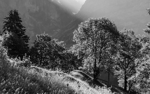 Trees Growing on Mountain Hill  from Chrome web store to be run with OffiDocs Chromium online