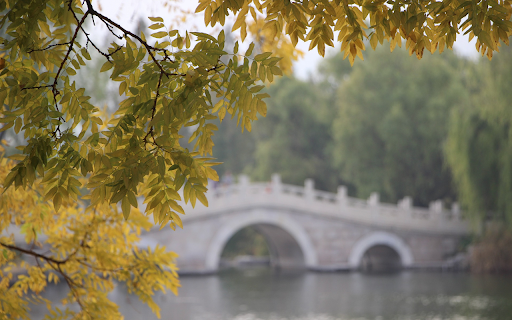 Tree silhouettes on the lake surface  from Chrome web store to be run with OffiDocs Chromium online