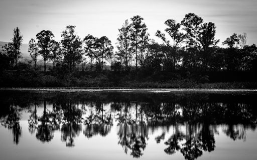Tree silhouettes under the lake  from Chrome web store to be run with OffiDocs Chromium online
