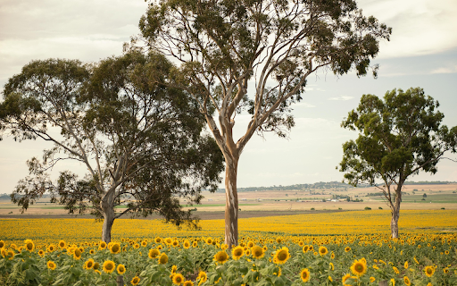 Trees in flower fields  from Chrome web store to be run with OffiDocs Chromium online
