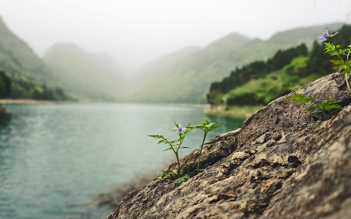 Trees on the rock cavity  from Chrome web store to be run with OffiDocs Chromium online
