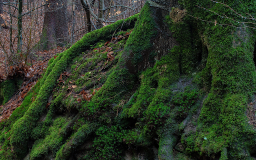 Tree stumps and moss  from Chrome web store to be run with OffiDocs Chromium online