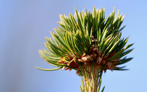 Tree Top and Leaves  from Chrome web store to be run with OffiDocs Chromium online