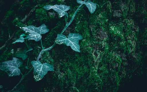Tree tops on moss  from Chrome web store to be run with OffiDocs Chromium online