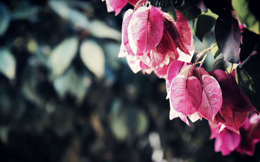 Tree with red leaves  from Chrome web store to be run with OffiDocs Chromium online
