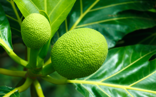 Tropical Delight: Spiky Breadfruit, Lush Green Foliage  from Chrome web store to be run with OffiDocs Chromium online