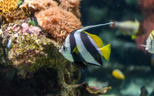 Tropical Fish on Coral Reef  from Chrome web store to be run with OffiDocs Chromium online