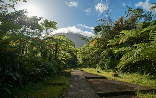 Tropical forest with lots  from Chrome web store to be run with OffiDocs Chromium online