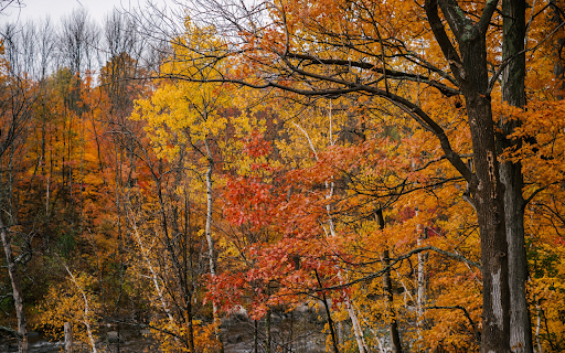 Tsh Theme  from Chrome web store to be run with OffiDocs Chromium online