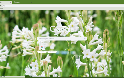 Tuberose  from Chrome web store to be run with OffiDocs Chromium online