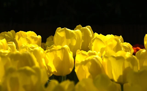 TULIP 2 Theme  from Chrome web store to be run with OffiDocs Chromium online