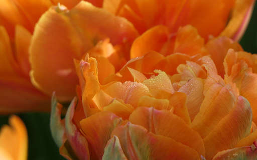 Tulip and Dewdrops  from Chrome web store to be run with OffiDocs Chromium online