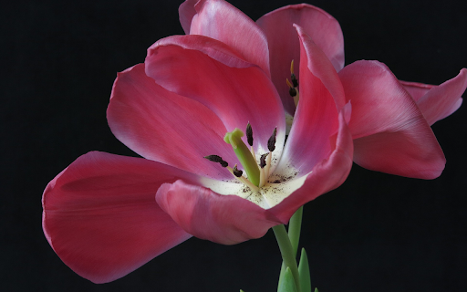 tulip blooming  from Chrome web store to be run with OffiDocs Chromium online