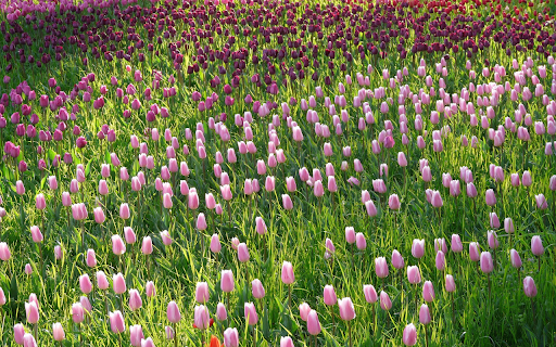 Tulip fields  from Chrome web store to be run with OffiDocs Chromium online